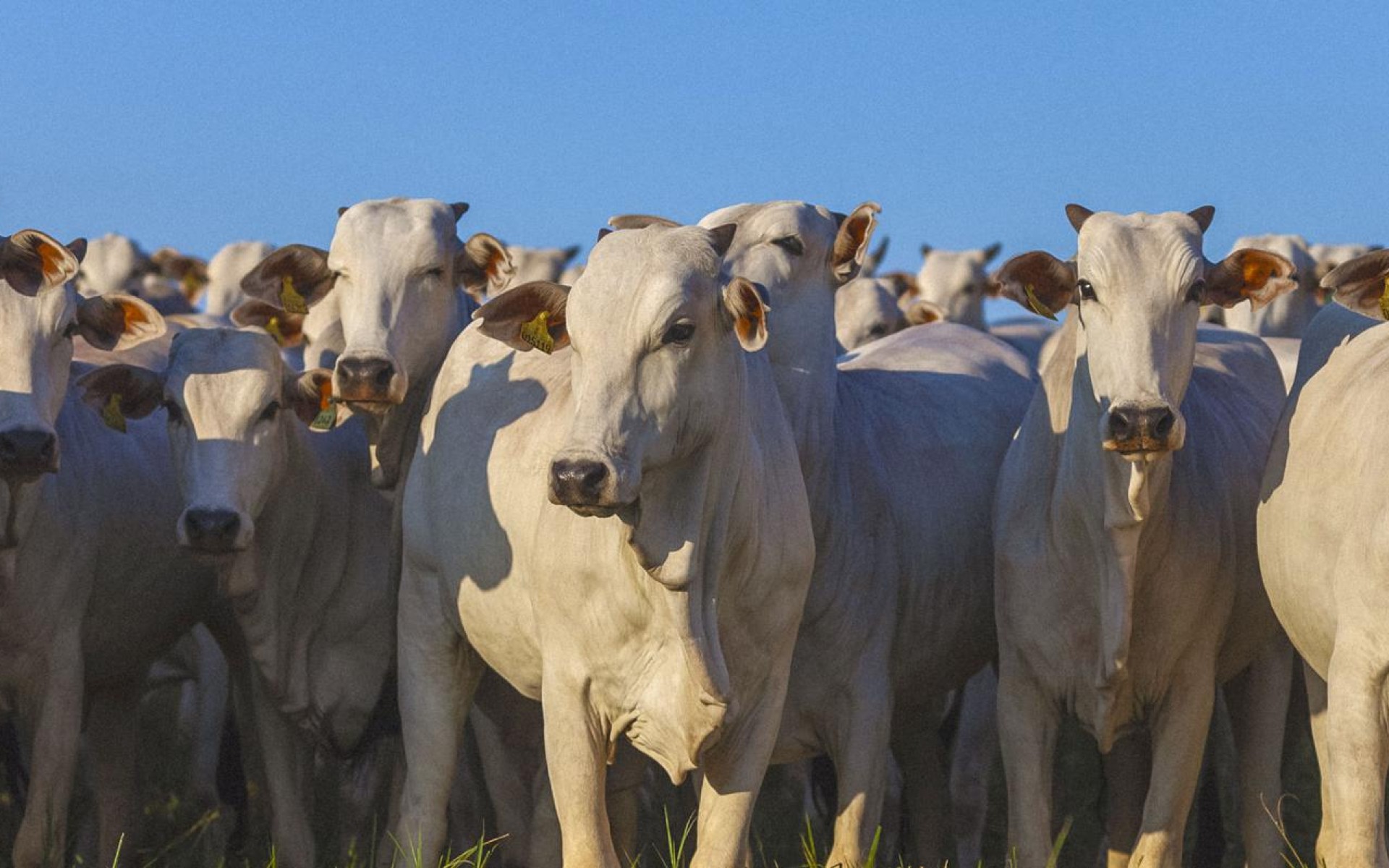 BEEF CATTLE FARMING